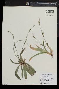 Carex platyphylla image