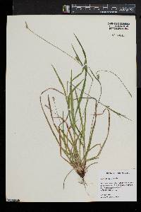 Carex grisea image