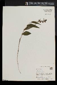 Epipactis helleborine image