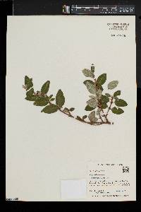 Shepherdia canadensis image