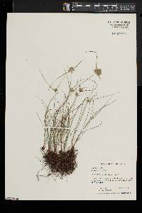 Cyperus lupulinus image