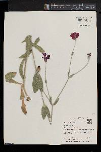 Silene coronaria image