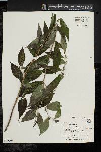 Lithospermum latifolium image