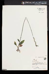 Spiranthes lacera image