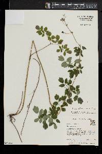 Thalictrum amphibolum image