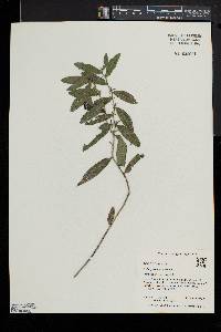 Lithospermum canescens image