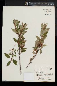 Shepherdia canadensis image