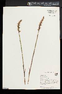 Spiranthes arcisepala image