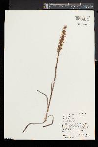 Spiranthes arcisepala image