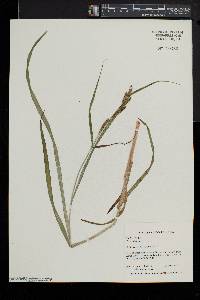 Carex shortiana image