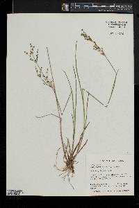 Juncus brachycephalus image