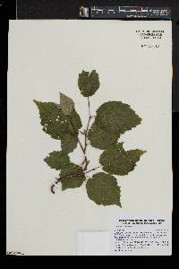 Corylus cornuta image