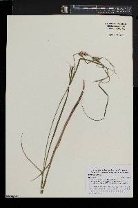 Carex vesicaria image