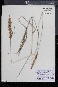 Calamagrostis cinnoides image