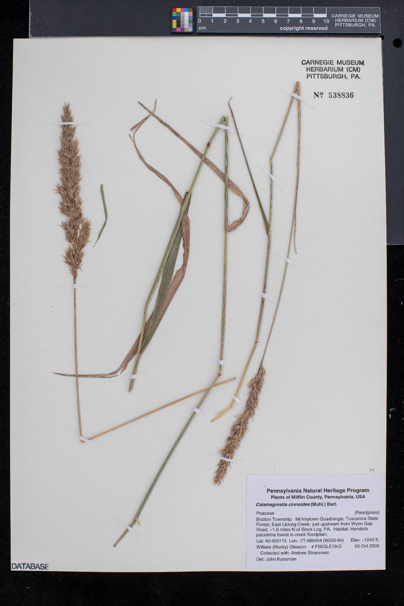 Calamagrostis cinnoides image