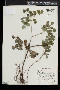 Thalictrum coriaceum image