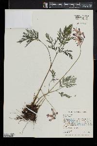 Dicentra eximia image