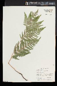 Pteridium aquilinum var. latiusculum image