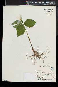 Trillium grandiflorum image