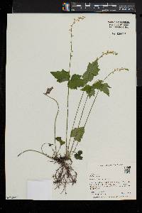 Mitella diphylla image