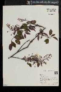 Amelanchier laevis image