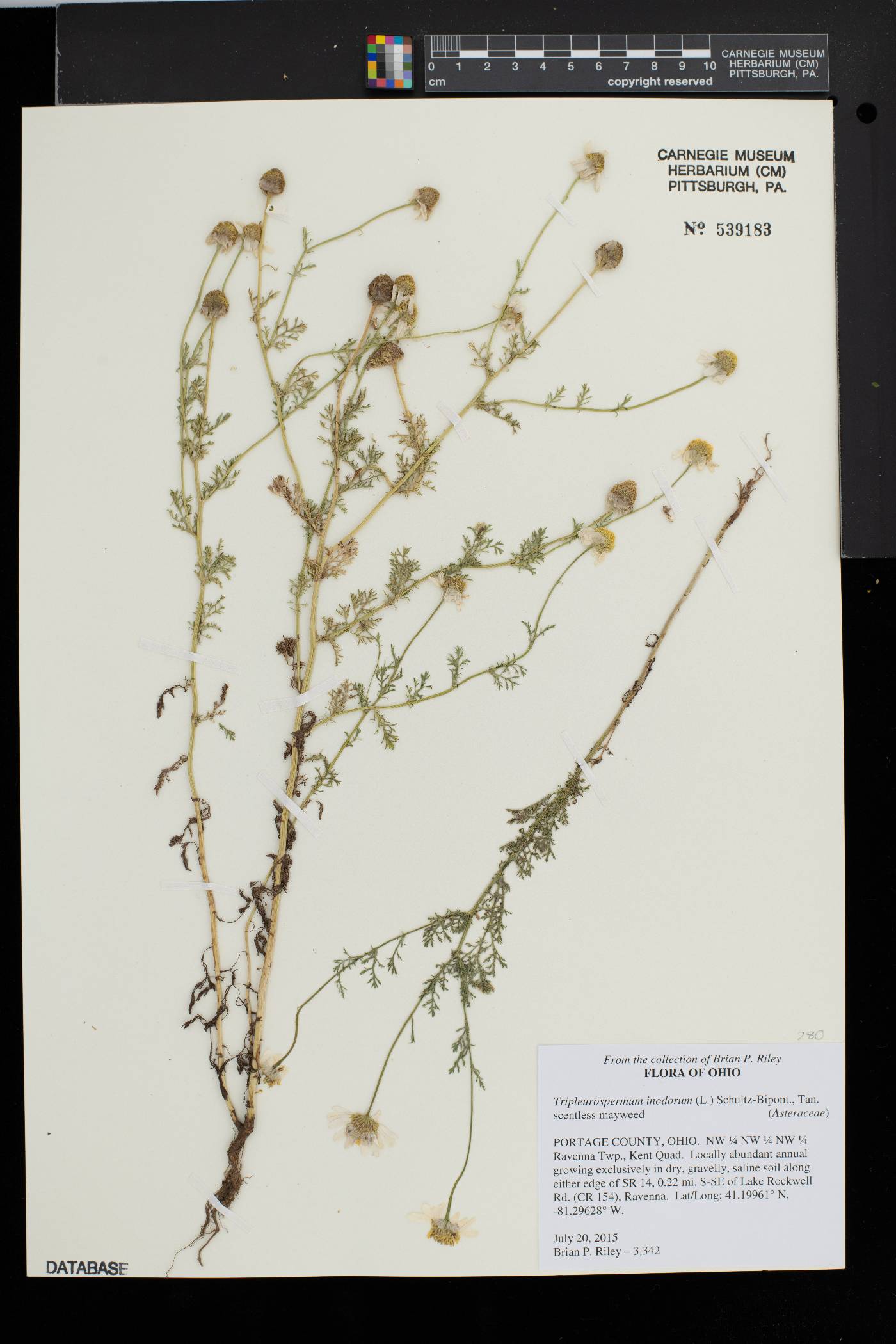 Tripleurospermum inodorum image