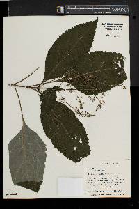 Collinsonia canadensis image