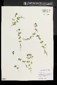 Lysimachia arvensis image