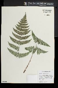 Dryopteris × triploidea image