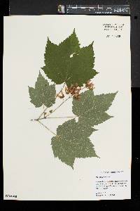 Acer spicatum image