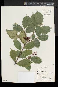 Ilex aquifolium image