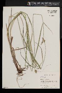 Chamaecyparis thyoides image