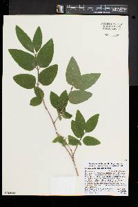 Lonicera canadensis image