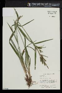 Carex scabrata image