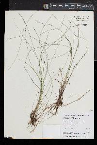 Carex atlantica subsp. capillacea image