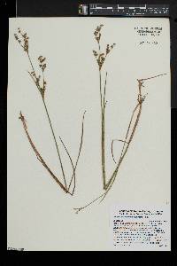 Juncus brevicaudatus image