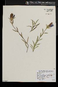 Gentiana linearis image