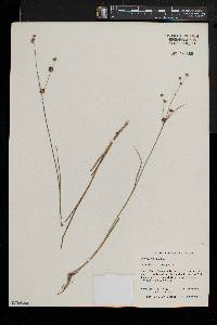 Juncus subcaudatus image