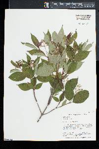 Cornus racemosa image