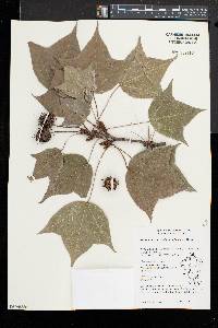 Liquidambar formosana image