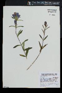 Gentiana linearis image