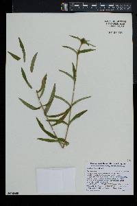 Gentiana linearis image