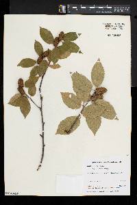 Betula alleghaniensis image