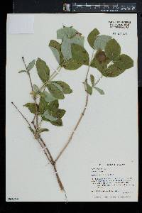 Lonicera dioica image