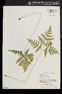 Gymnocarpium dryopteris image