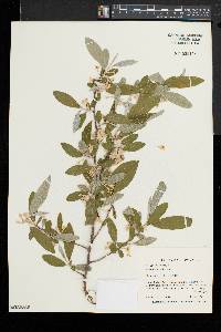 Elaeagnus umbellata image