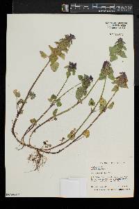 Lamium purpureum image