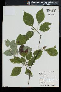 Cornus alternifolia image