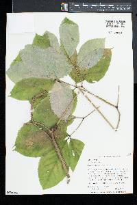 Aralia nudicaulis image