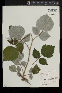 Rubus phoenicolasius image